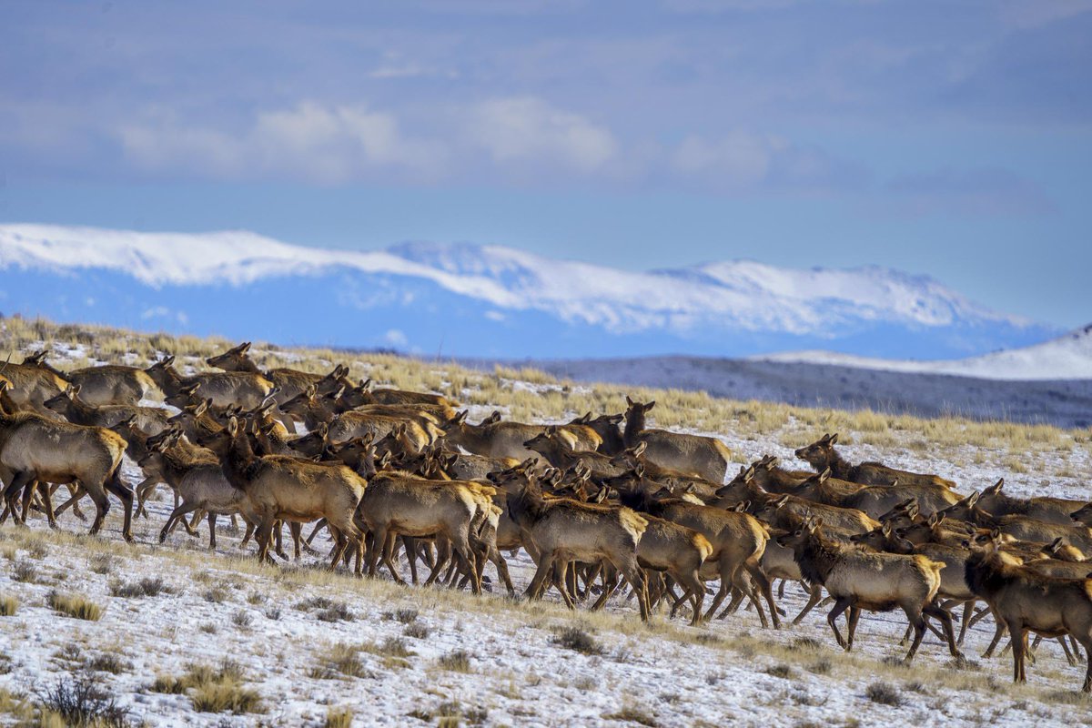 RodeoProfessor tweet media