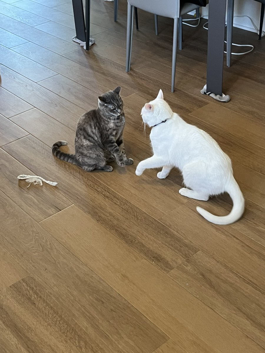 Jan Hetherington tweet media