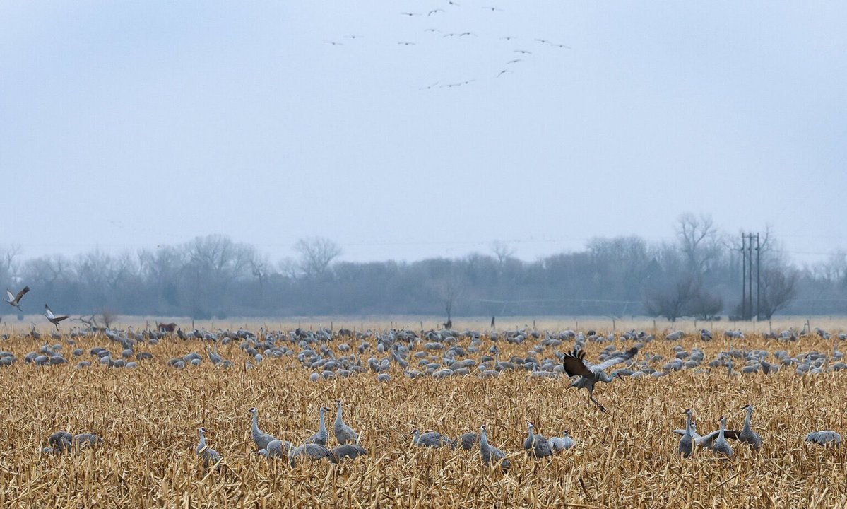 University of Nebraska at Kearney tweet media