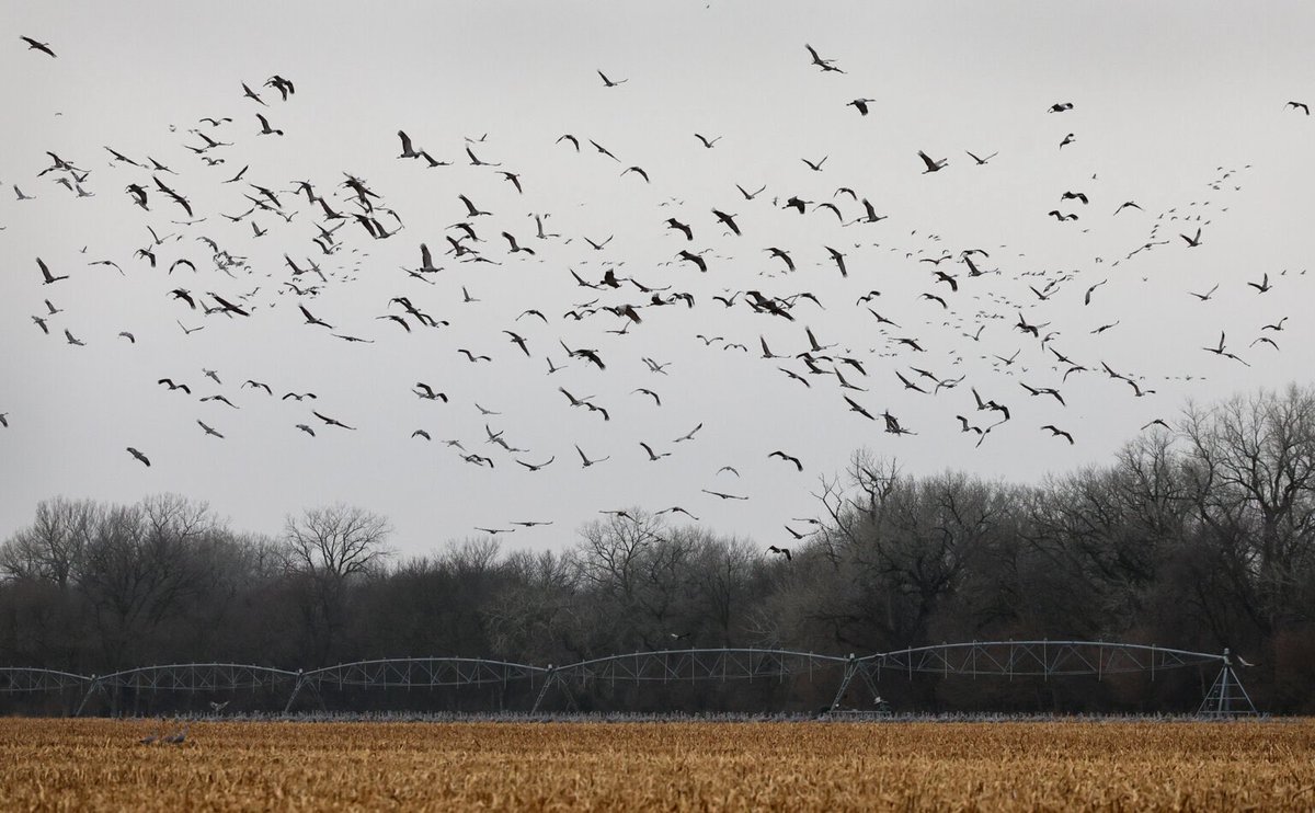 University of Nebraska at Kearney tweet media