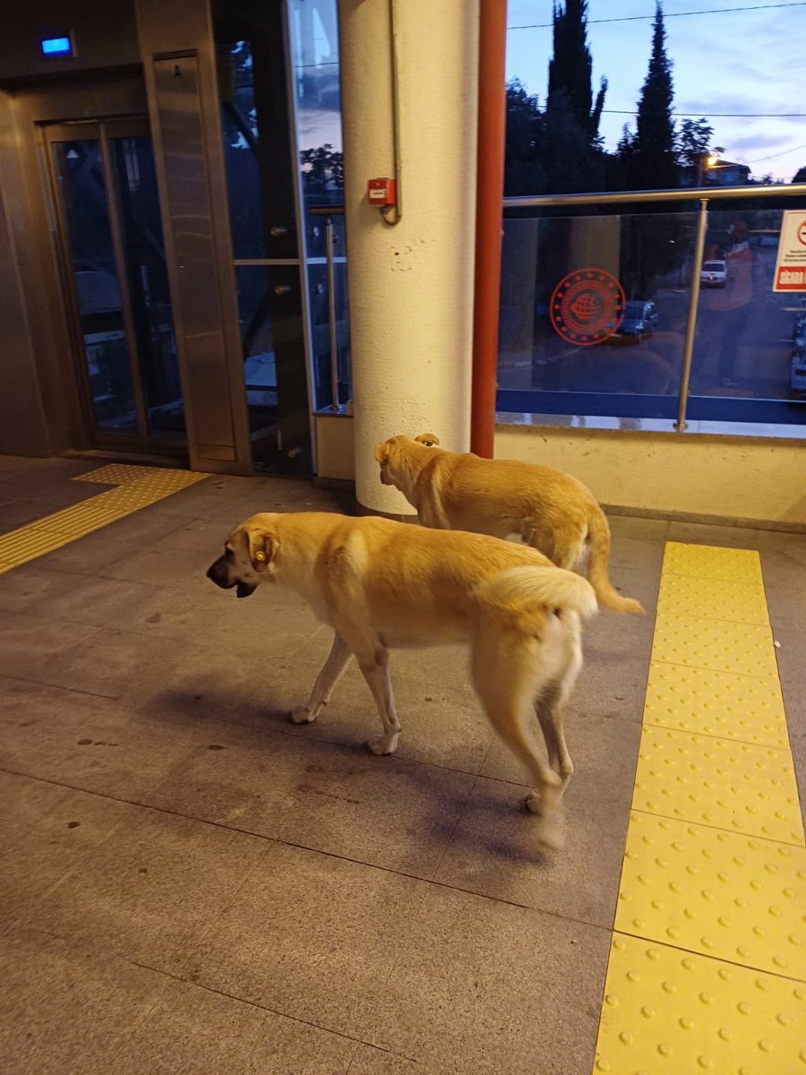 Köpek Haberleri tweet media