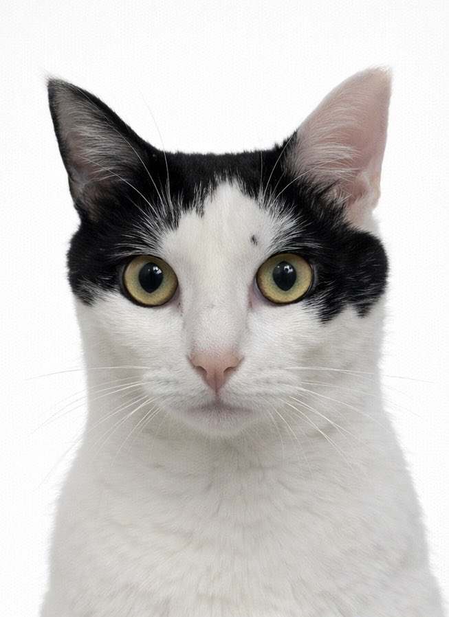 violet0125 tweet media