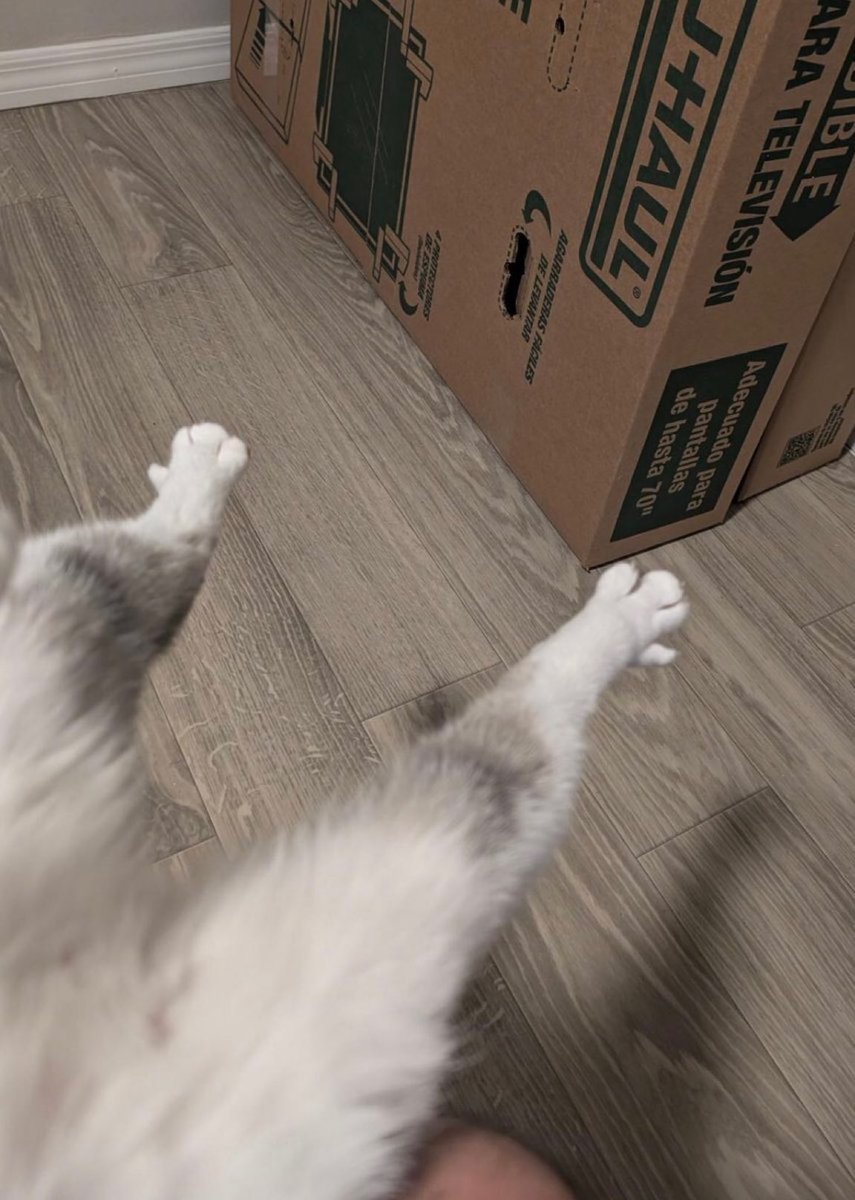 gatos fazendo gatices tweet media