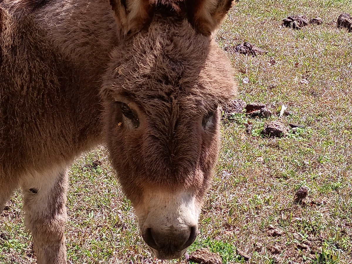 Joey ( l̶i̶k̶e̶s̶ f̶o̶o̶t̶b̶a̶l̶l̶) tweet media