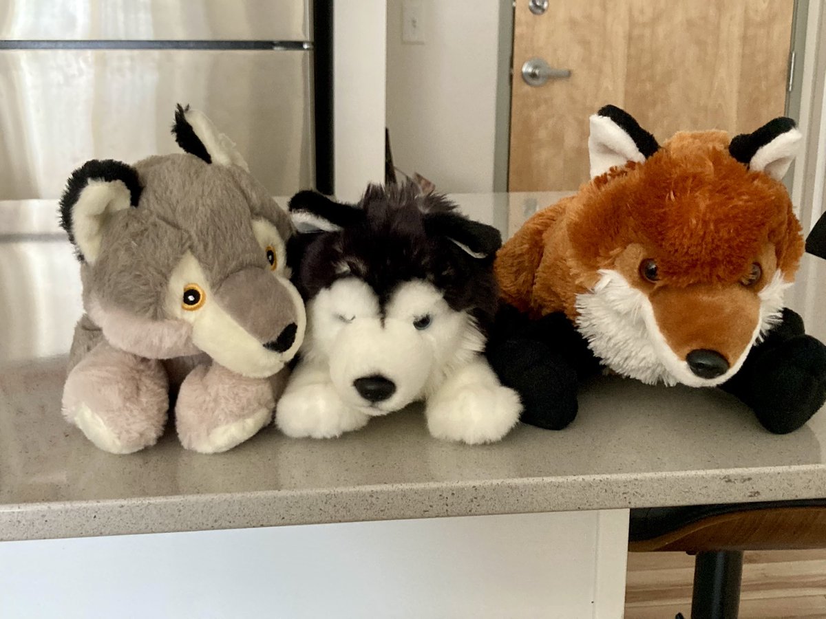 Solar🐺🔜TFF tweet media