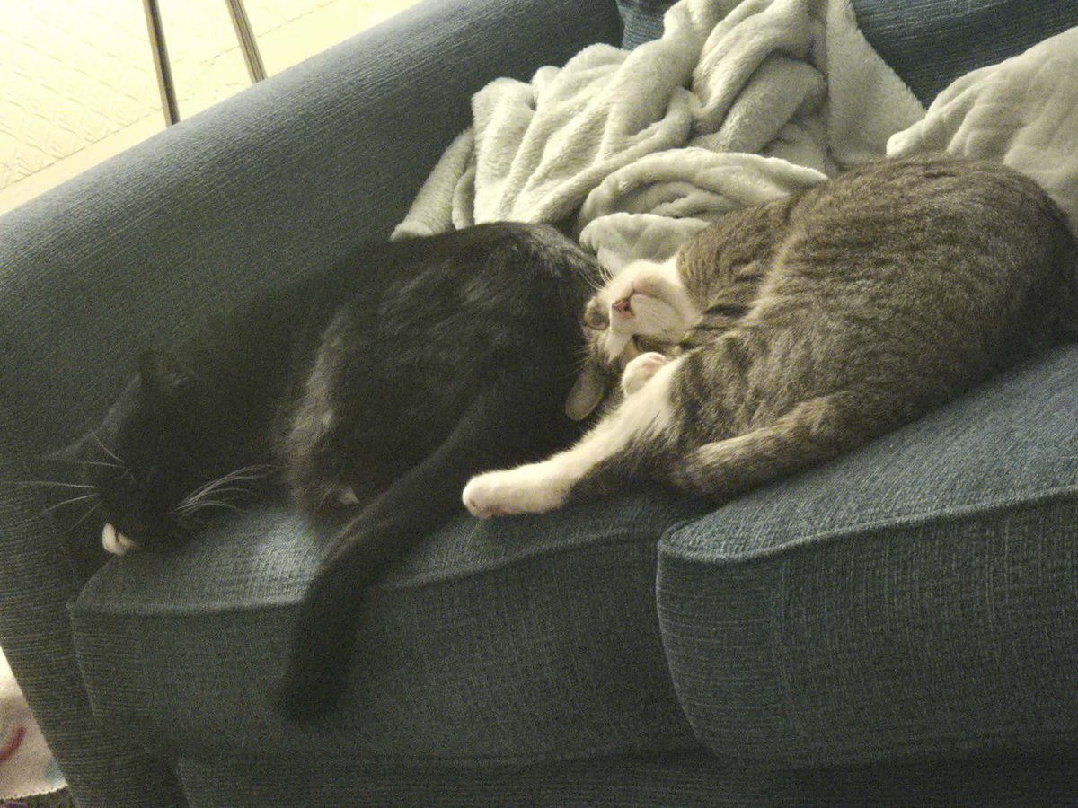 Chesty Mucus Cough Syrup 🇵🇸 Annie 🪽 tweet media