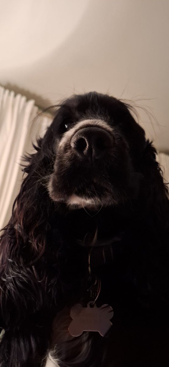 Roberto_cycles's tweet photo. @nickimoraa Nah she just wants food https://t.co/9sZYMl28IG
