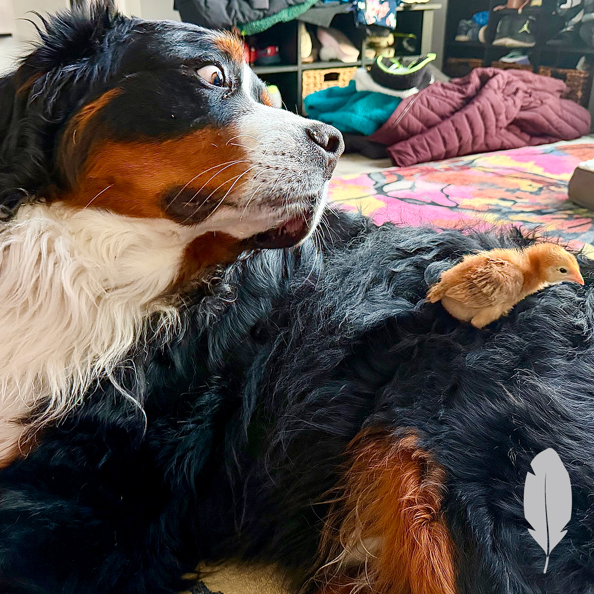 IFA Country Store tweet media