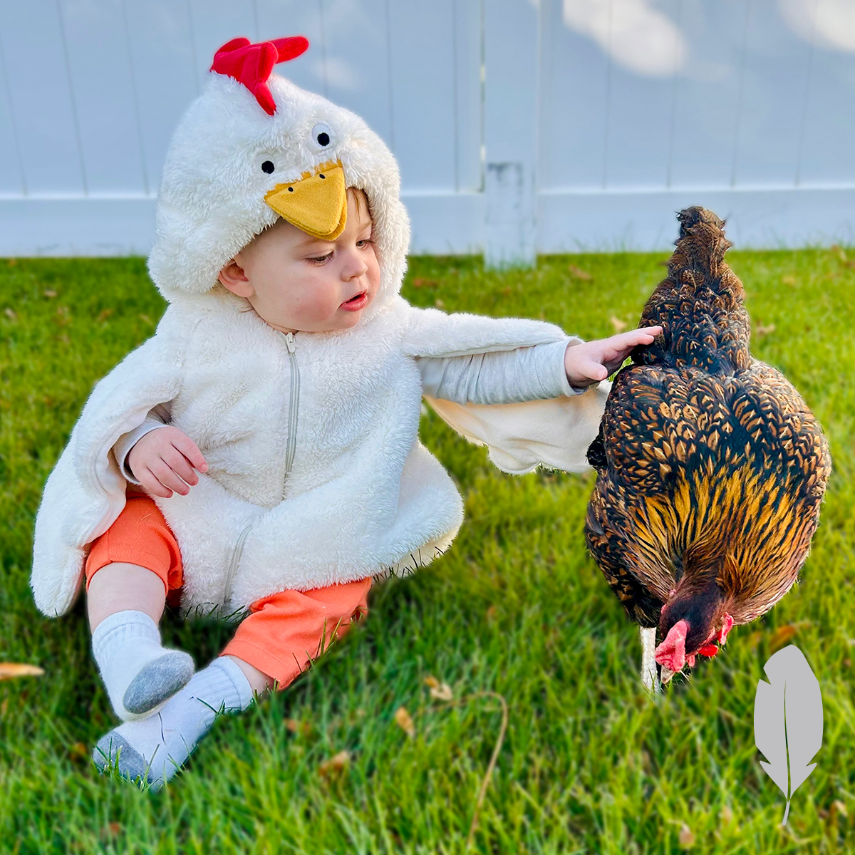 IFA Country Store tweet media