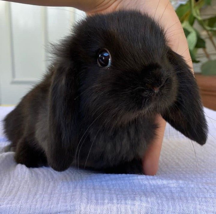 Layla🌸 tweet media