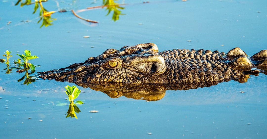 KakaduNationalP's tweet photo. Did you know ~10,000 crocodiles live in Kakadu’s waterways? 🐊

Stay Crocwise:

🛑 Obey warning signs
🐊 Keep well back from the water
👀 Crocs can stay hidden and move silently
🧒 Supervise children

Respect wildlife and stay safe.

📸  Tourism and Events NT/Tyson Mayr https://t.co/hKaupJOG4I