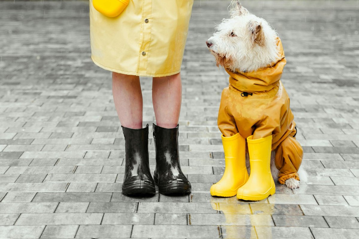 harpethvallesup's tweet image. 🐾 Preparedness includes the whole family — pets too.
Pet gear 👉 HarpethValleySuppliers.com
#PetPreparedness #OutdoorGear #HarpethValleySuppliers