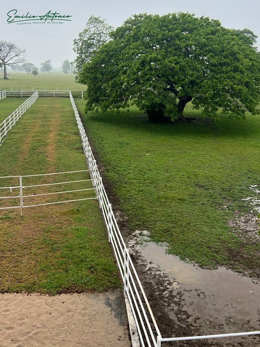 Emilio Contreras Martínez de Escobar tweet media