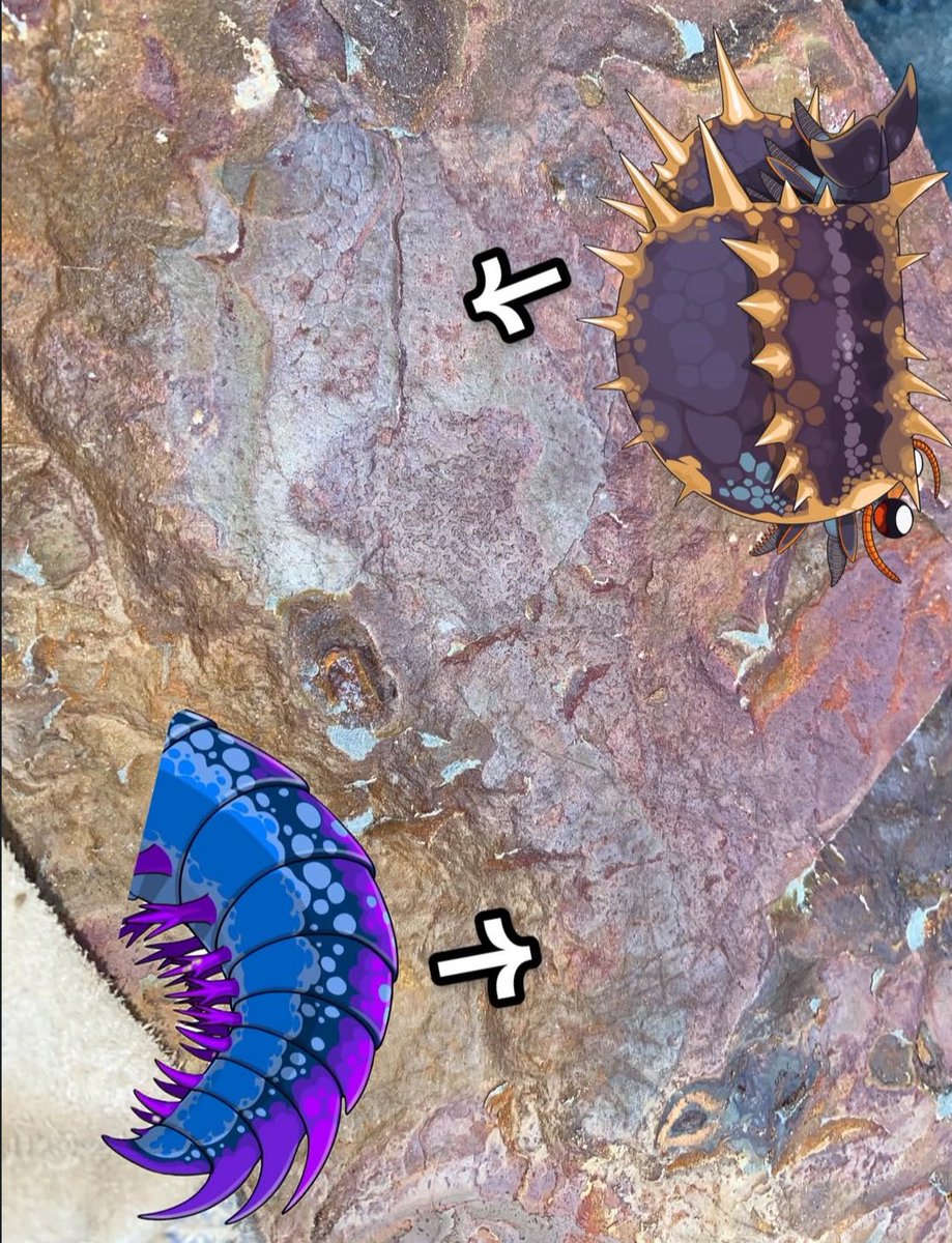 BrennanThePaleoDude tweet media