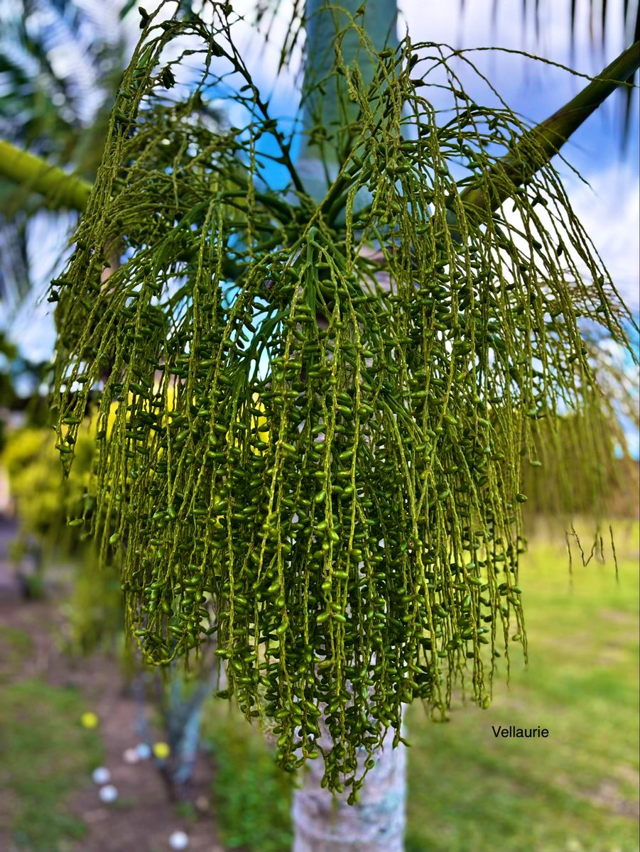 VijayEllaurie's tweet image. It’s “Whatever Wednesday”!  Share whatever you like!
A bunch of #dates