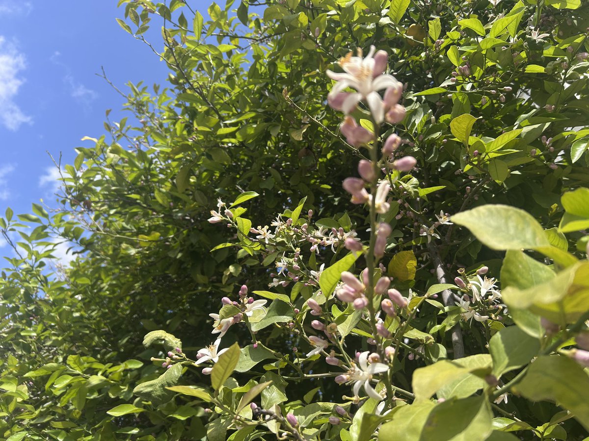 Fermín Cabanillas tweet media