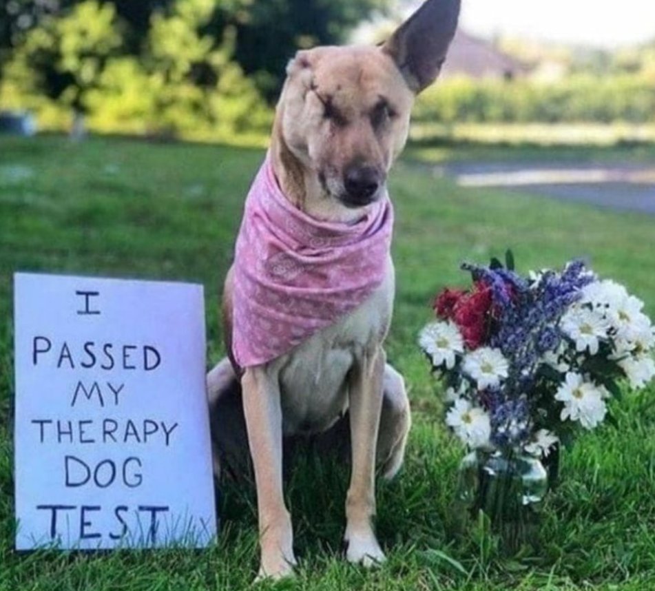 Tweets of Dogs tweet media