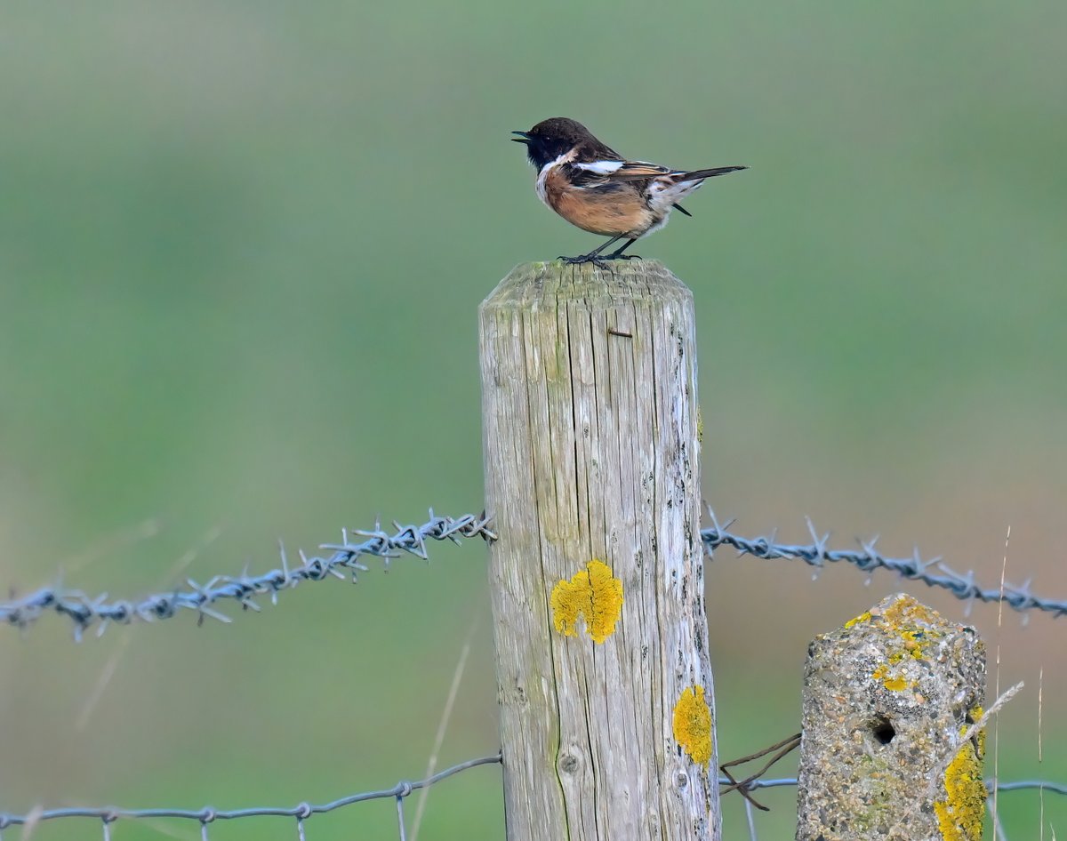 Carl Bovis tweet media