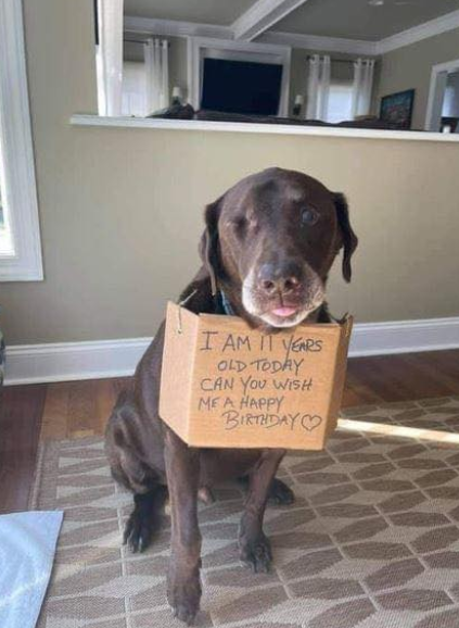 Best in Dogs tweet media