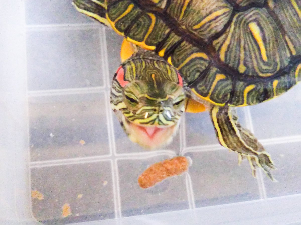 我が家の生き物の中で一番の古株のカメさんが冬眠から目覚めた🌞