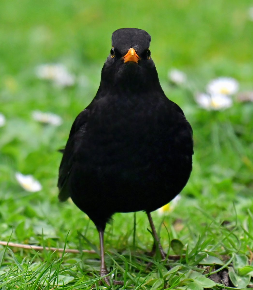 Carl Bovis tweet media