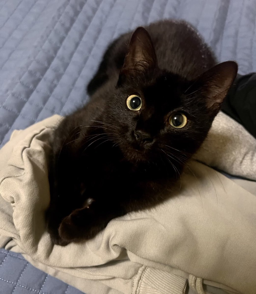 Black cats are not bad luck tweet media