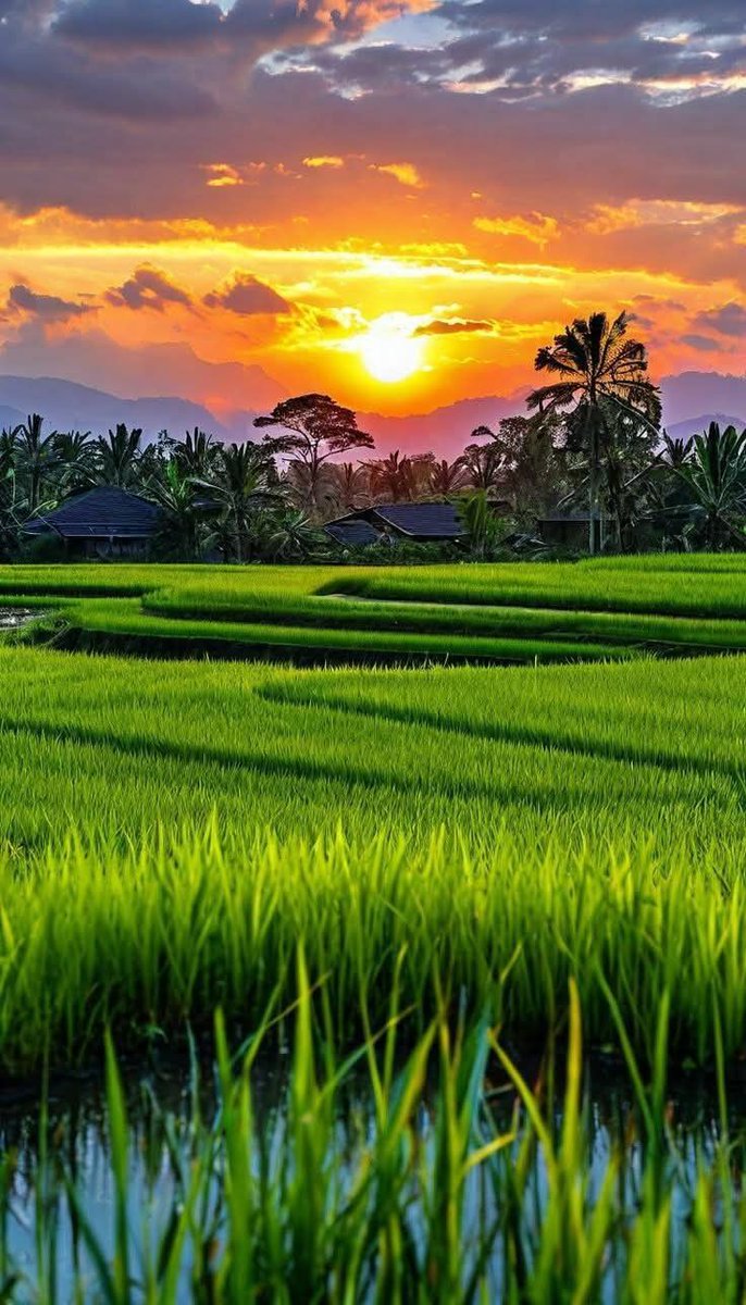 Fareed Ajmal tweet media