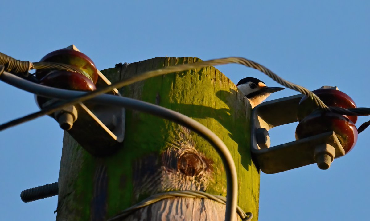 Carl Bovis tweet media