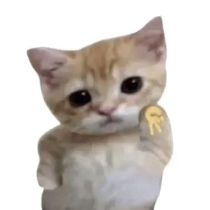 Punch Cat tweet media