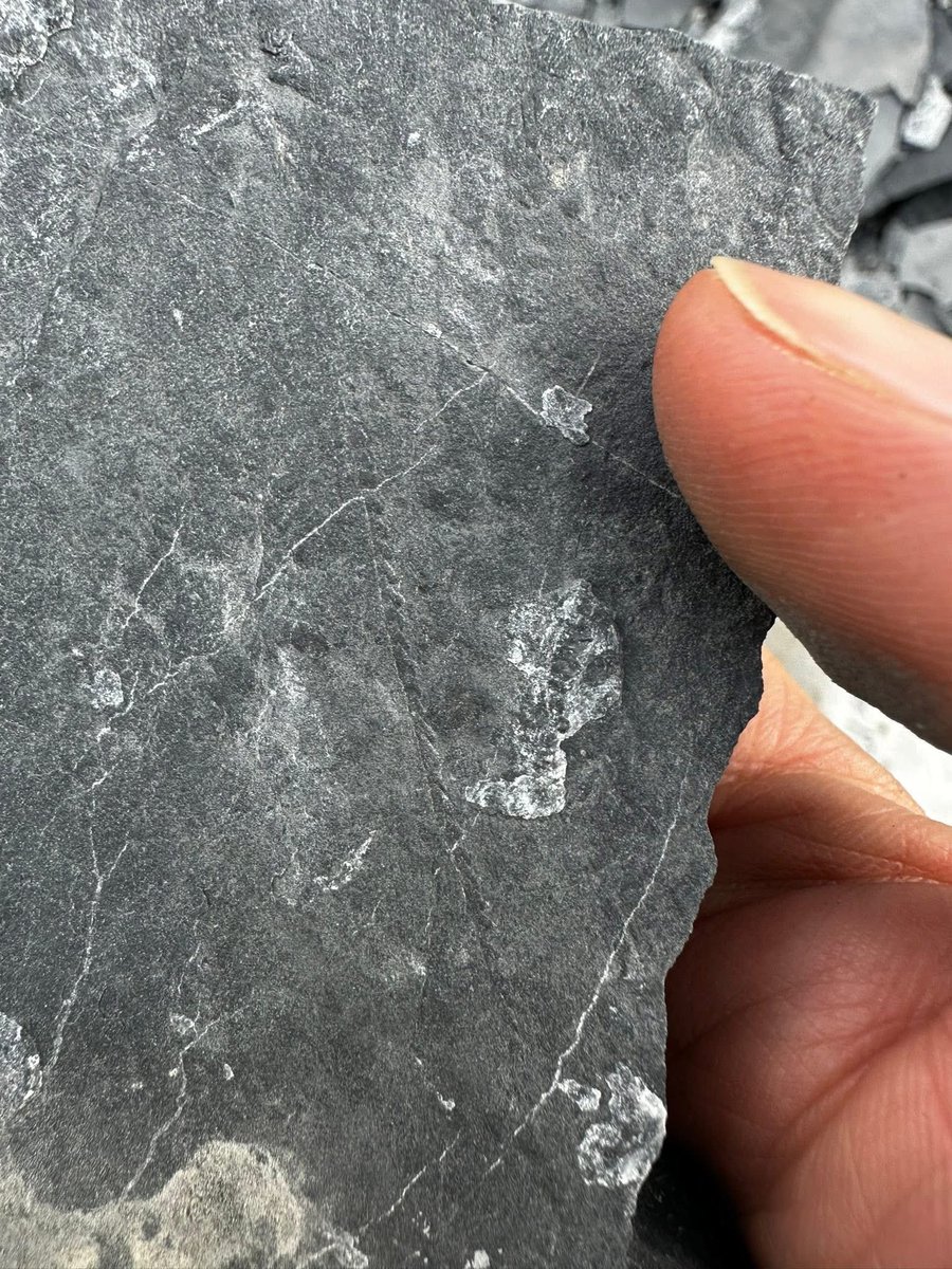 BrennanThePaleoDude tweet media