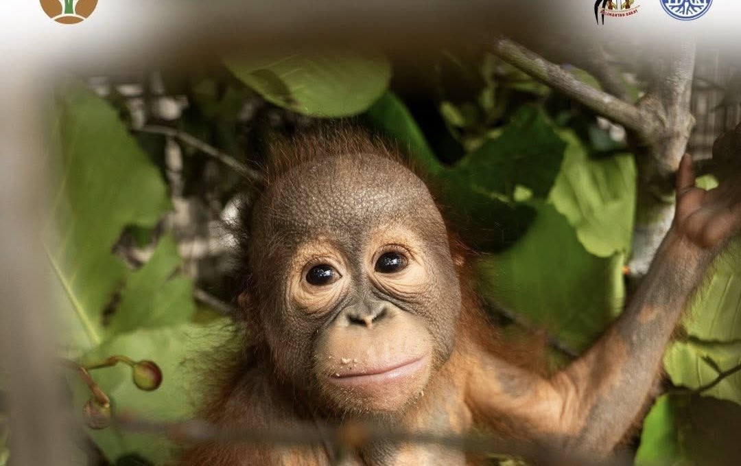 Green Chimp tweet media