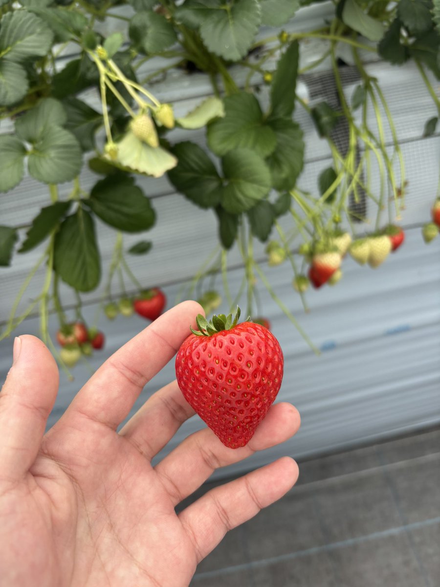 CKくらっぴ たにぱーな tweet media