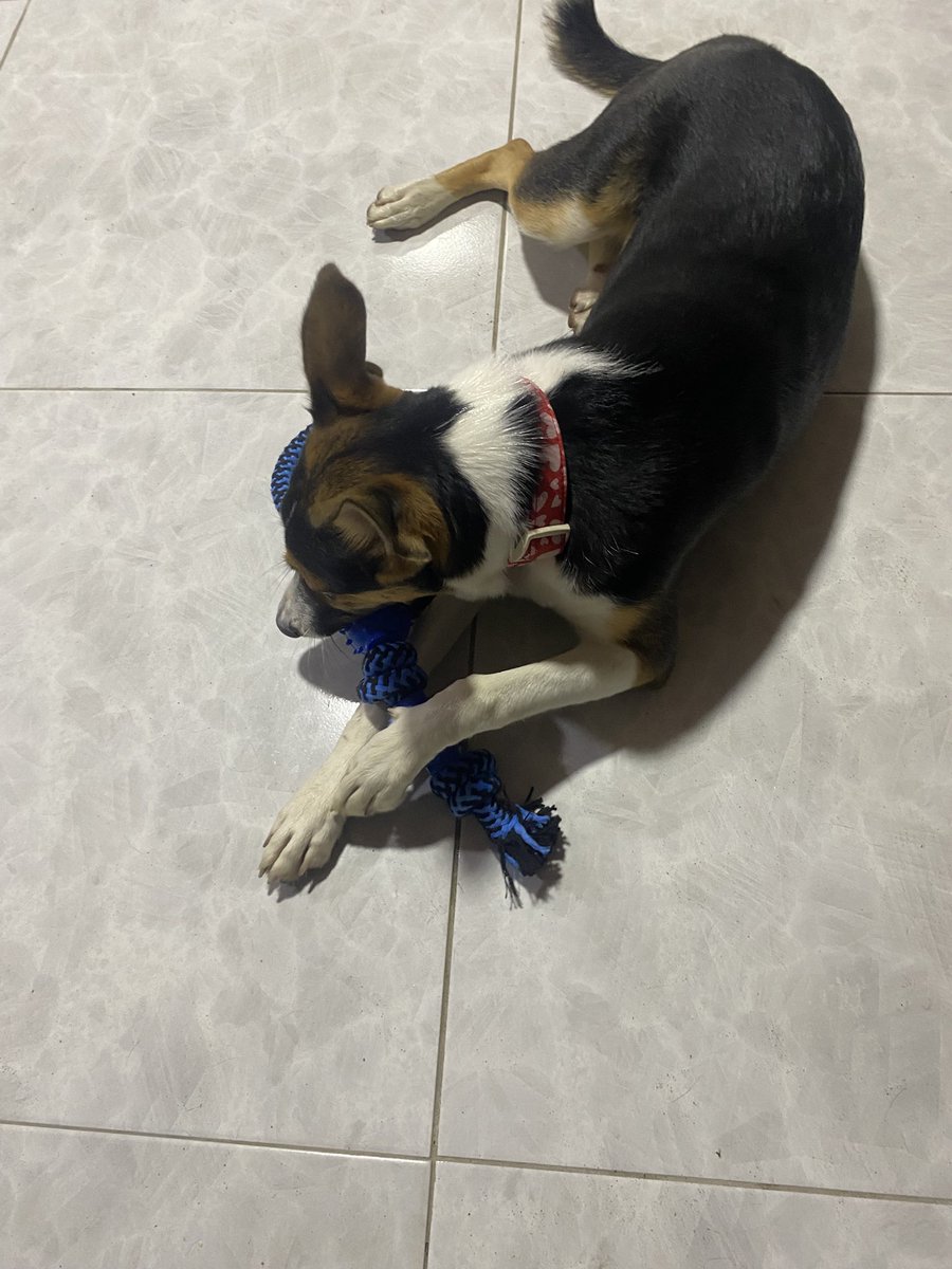 Danisaenz0's tweet photo. Ir a dollarcity y no salir con algo para Nala, es no ir https://t.co/PBXcbcujA4