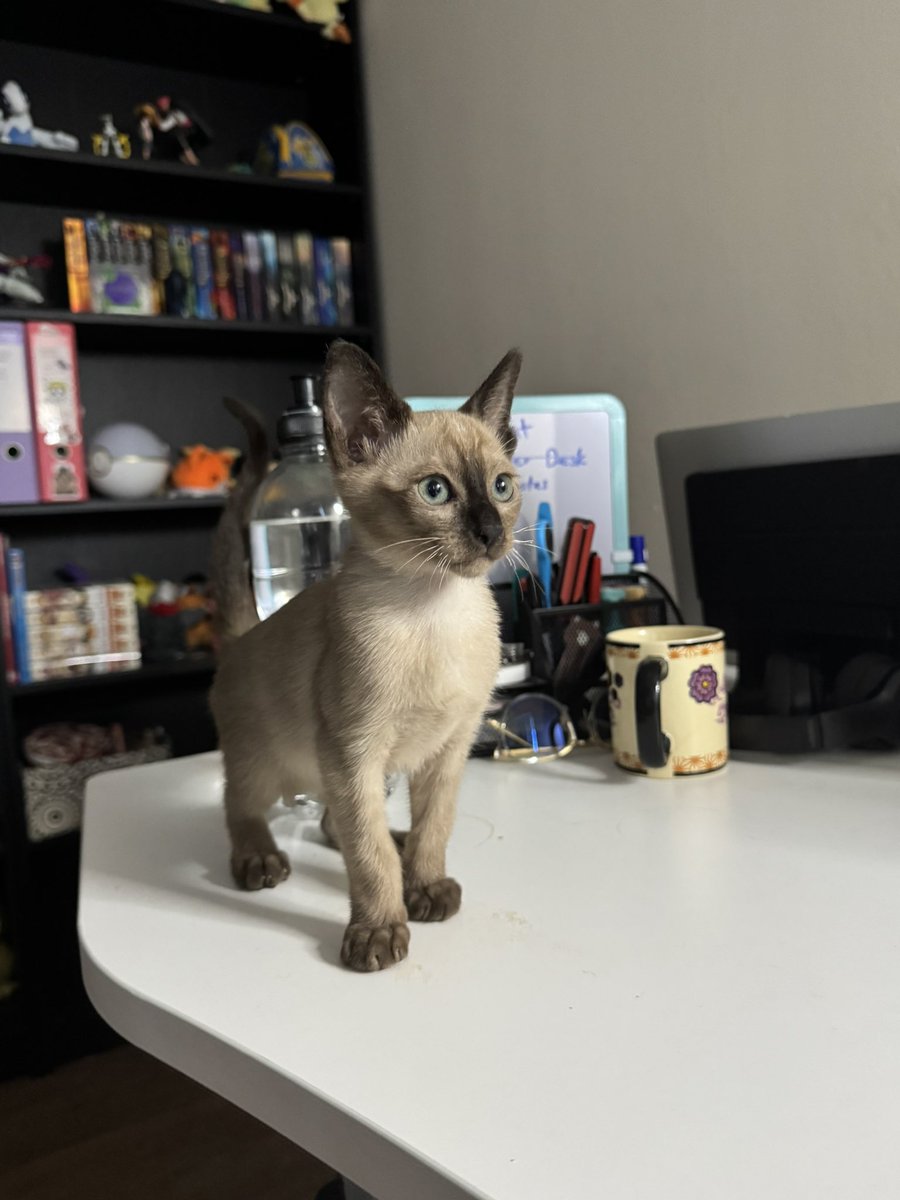 FiercelySquishy 🦊🔪(Yandere EngVtuber) tweet media