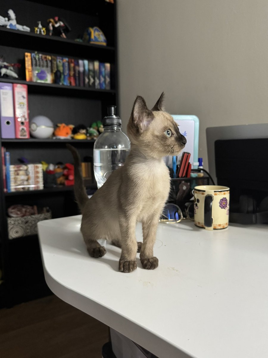 FiercelySquishy 🦊🔪(Yandere EngVtuber) tweet media