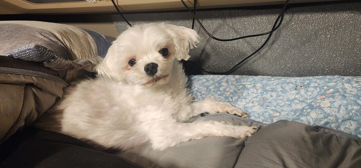 후니후니야아 tweet media