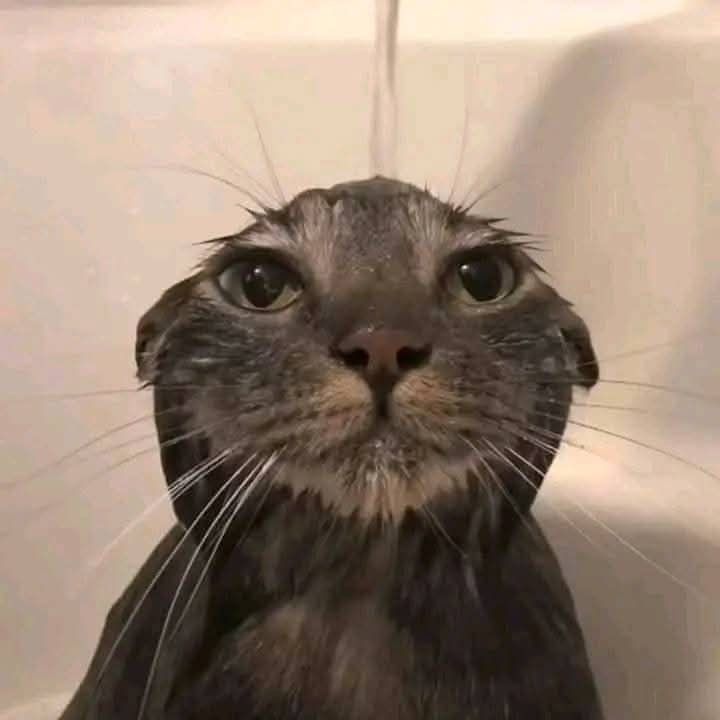 ~𝖧ø𝗅𝗅ø𝗐 𝖭𝖺𝗋ø𝖼𝗄~ tweet media