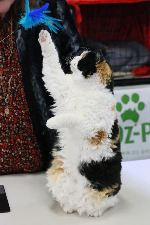 Shelby & Freda &Clinty 🌈 tweet media