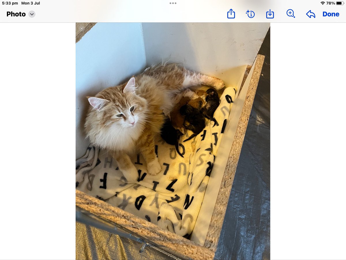 Shelby & Freda &Clinty 🌈 tweet media