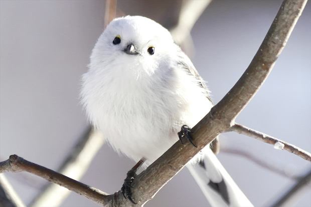 •Fluff• | COMMISSIONS OPEN| tweet media