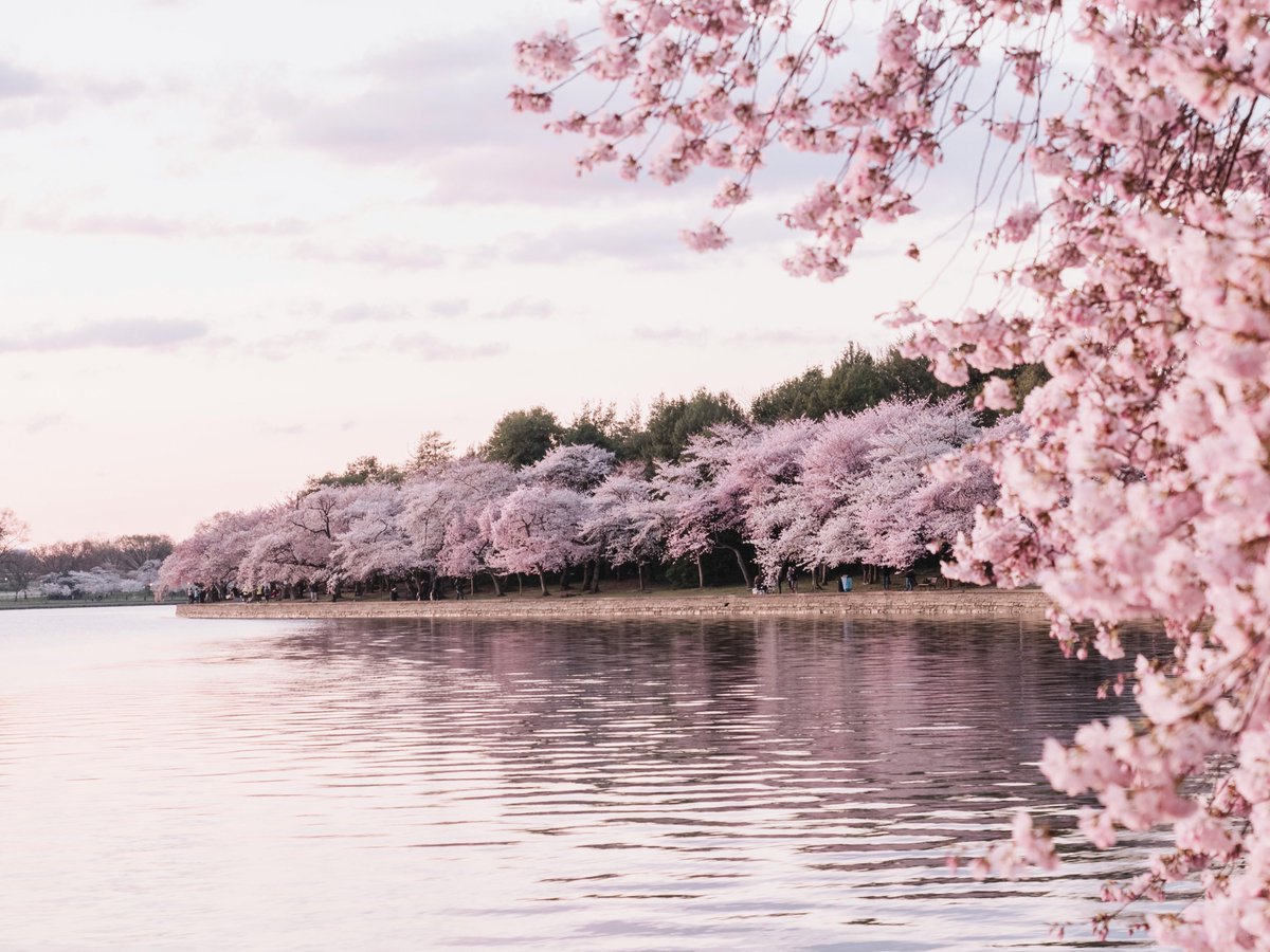 IGDA_DC's tweet photo. We want your games at Cherry Blossom Arcade!

Plus, this Saturday is our next game dev co-working session: https://t.co/Dfa1CIdZbL 🌸 https://t.co/6h72hVKDRb