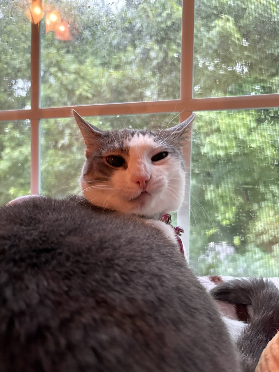 Dewey Cat tweet media