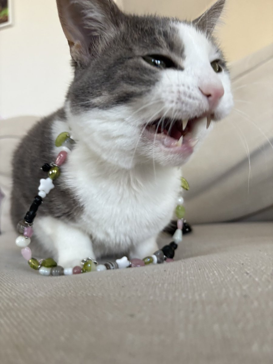 Dewey Cat tweet media