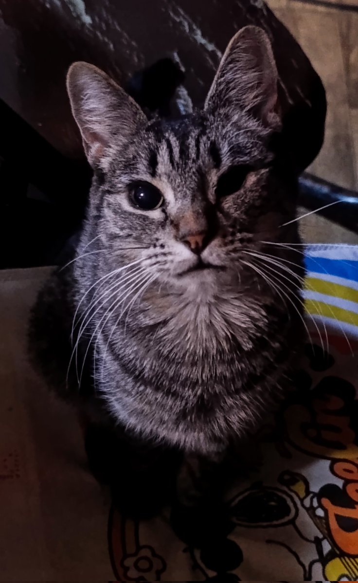 refugio casitas oficial (cuenta única) tweet media