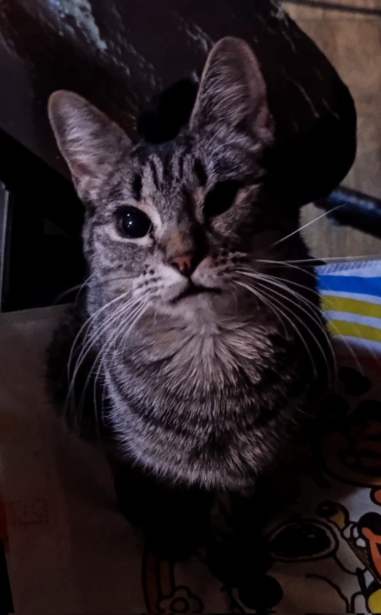 refugio casitas oficial (cuenta única) tweet media