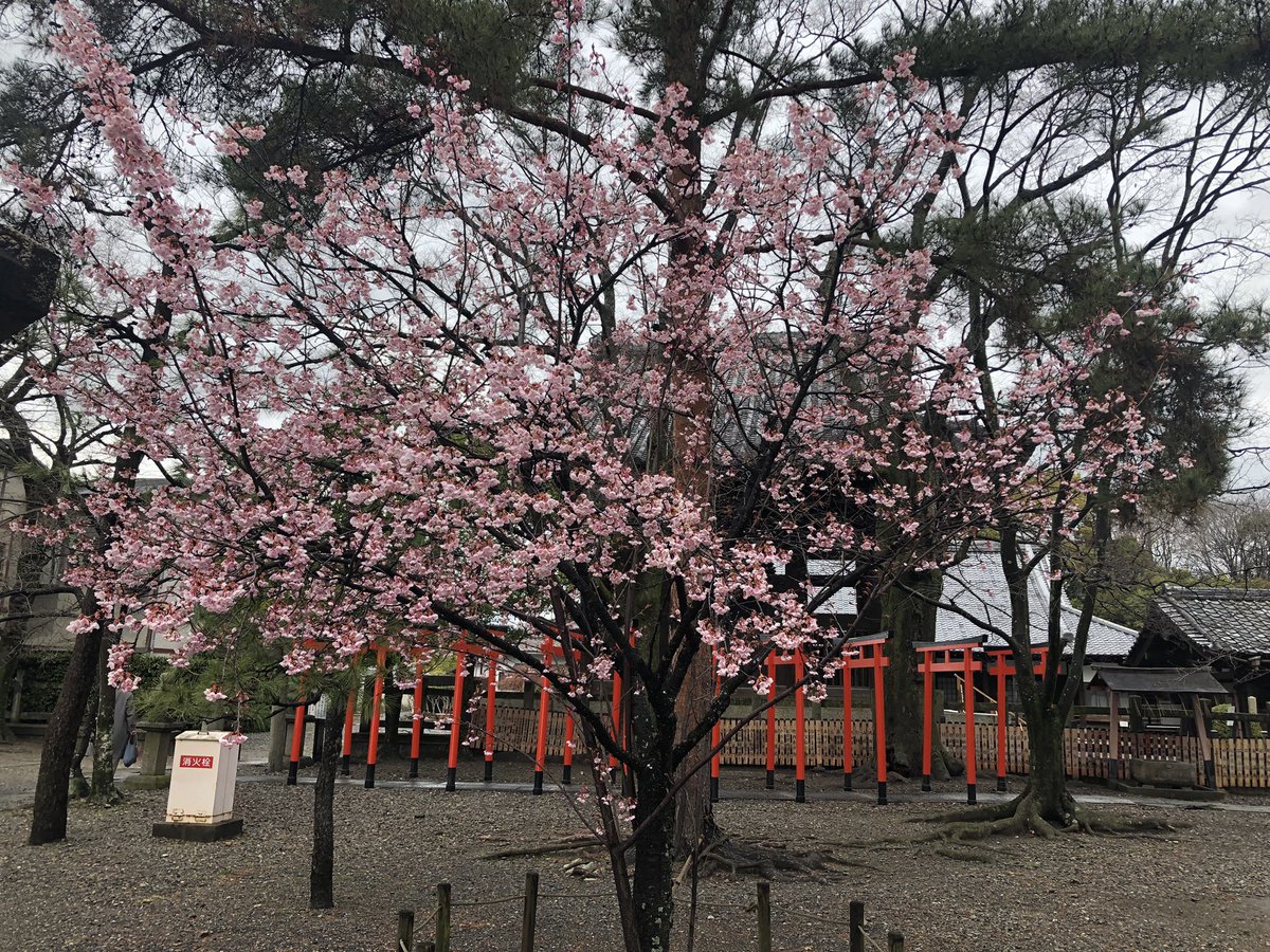 kaburen's tweet photo. 京都の豊国神社は早咲きの蜂須賀桜が咲いているだけで、普通の桜はまだまだのよう！ https://t.co/y91ALdCqmn