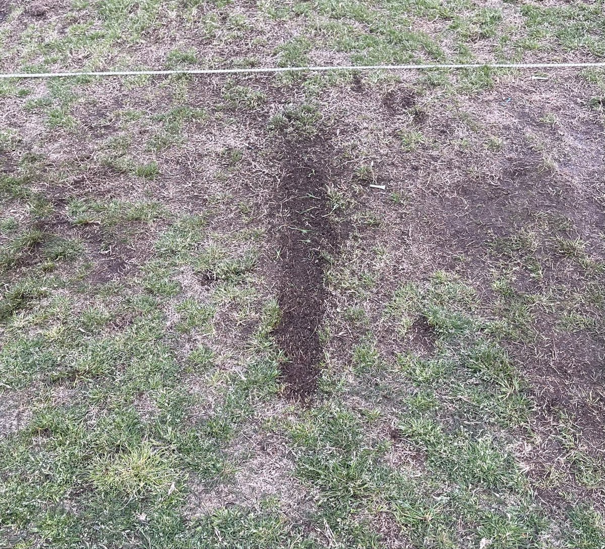 golf guy tweet media