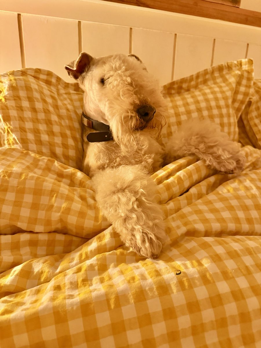 Bertie Lakeland tweet media
