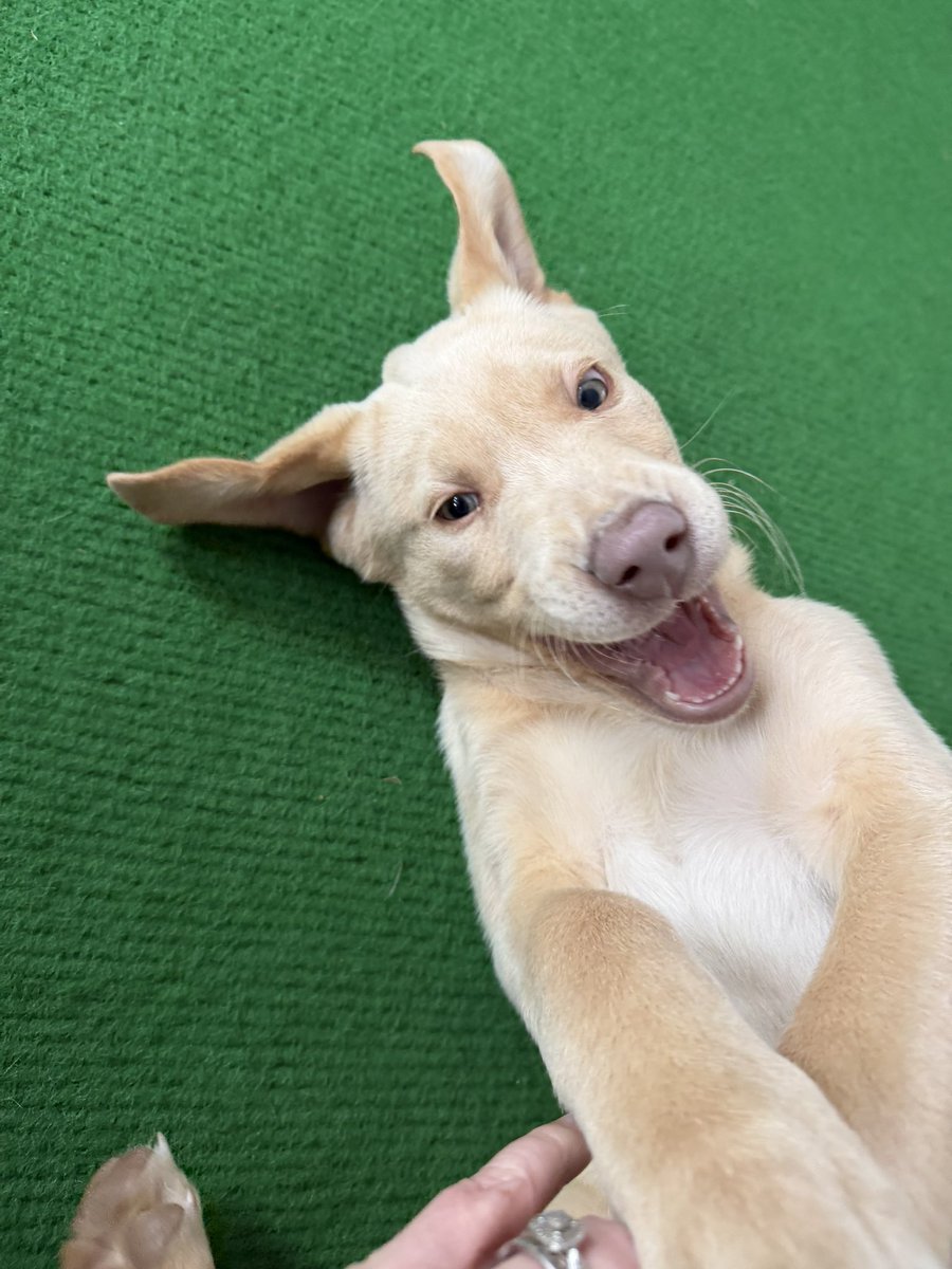 Jackson & Abbey tweet media