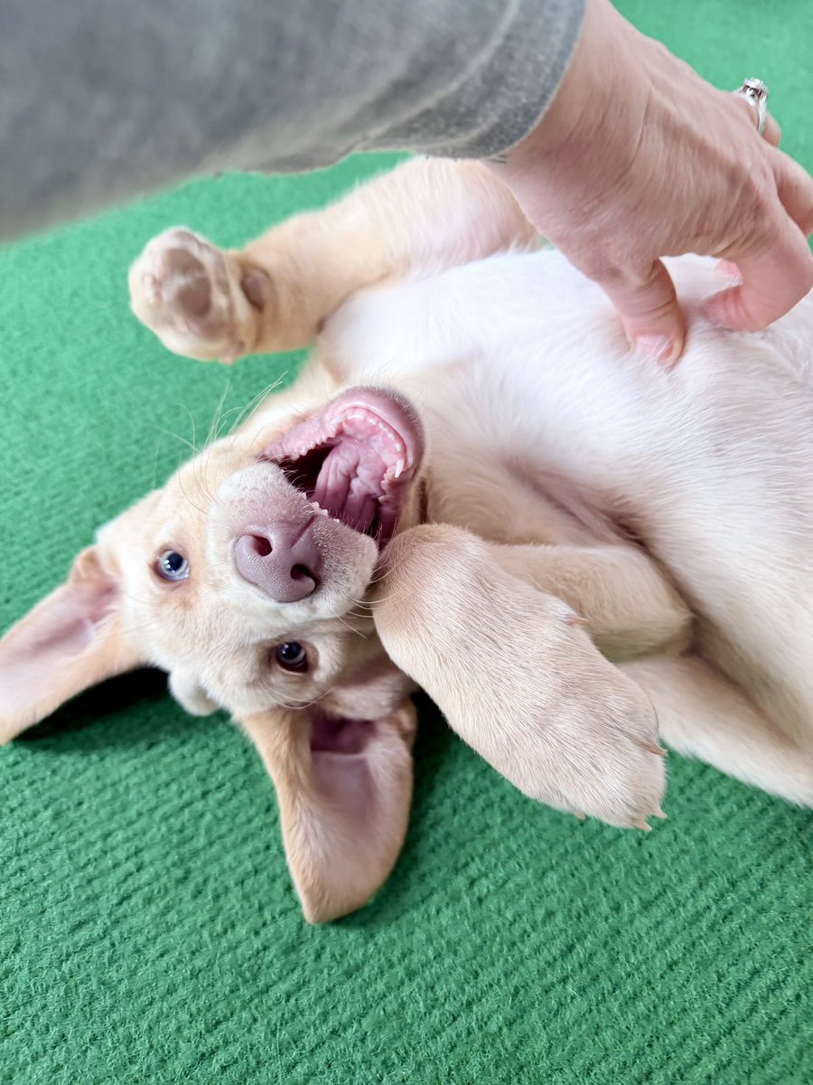 Jackson & Abbey tweet media